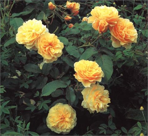 Gardening For Pleasure: A Practical Guide To The Essential Skills