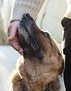 The Midnight Dog Walkers: Positive Training and Practical Advice for Living with Reactive and Aggressive Dogs (CompanionHouse Bo,Used
