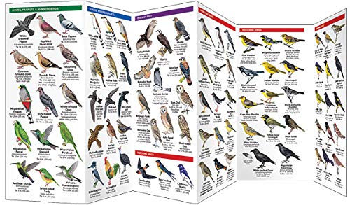 Dominican Republic Birds: A Folding Pocket Guide To Familiar Species (Wildlife And Nature Identification),New