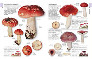 Mushrooms: How To Identify And Gather Wild Mushrooms And Other Fungi,Used