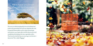 Forest Bathing Retreat: Find Wholeness In The Company Of Trees