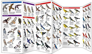 Kansas Birds: A Folding Pocket Guide to Familiar Species (Wildlife and Nature Identification),Used