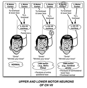 Clinical Pathophysiology Made Ridiculously Simple-used