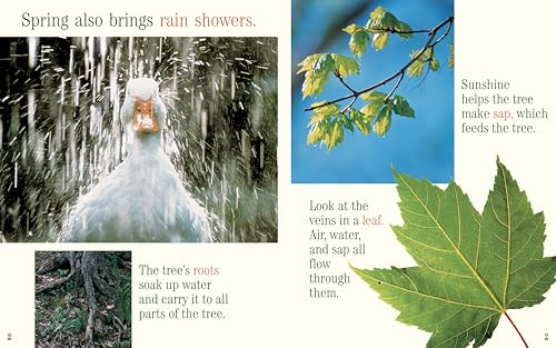 A Tree For All Seasons (Rise And Shine),Used