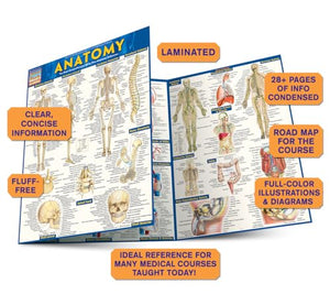 Anatomy QuickStudy Laminated Reference Guide (QuickStudy Academic),New