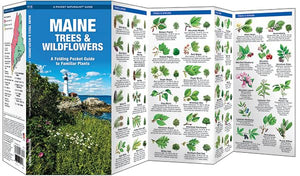 Maine Trees & Wildflowers: A Folding Pocket Guide to Familiar Plants (Wildlife and Nature Identification),Used