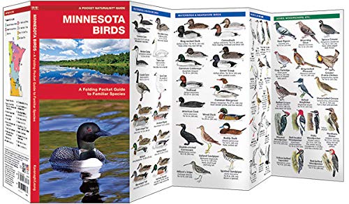 Minnesota Birds: A Folding Pocket Guide to Familiar Species (Wildlife and Nature Identification),Used