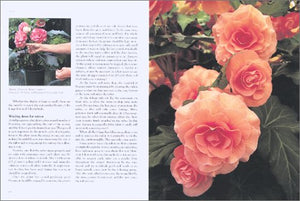 Begonias,Used