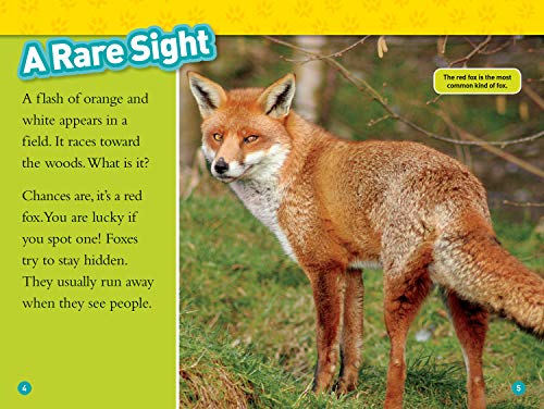 Foxes (National Geographic Kids Readers, Level 2),Used