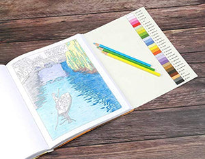 Large Print Calm ColorbyNumber