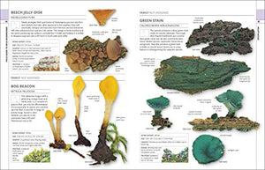 Mushrooms: How To Identify And Gather Wild Mushrooms And Other Fungi,Used