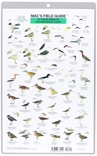 Mac's Field Guides: Northeast Coastal Water Birds (Mac's Guides (Paperback)),Used