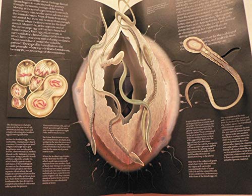 The Facts of Life: 2,Used