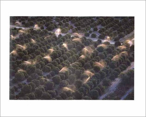 Taking Measures Across the American Landscape,Used