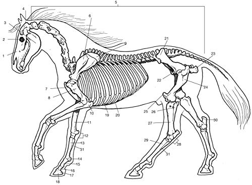 Horse Anatomy Coloring Book (Dover Science For Kids Coloring Books),Used