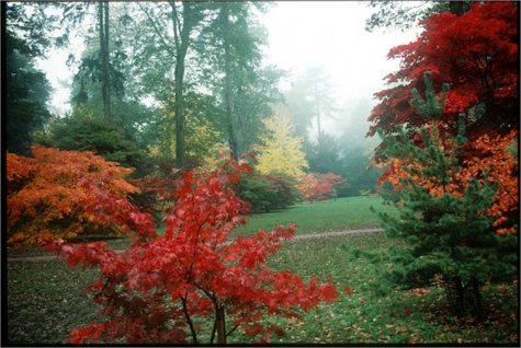 Japanese Maples: Momiji And Kaede-new