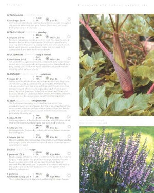 Dream Plants For The Natural Garden