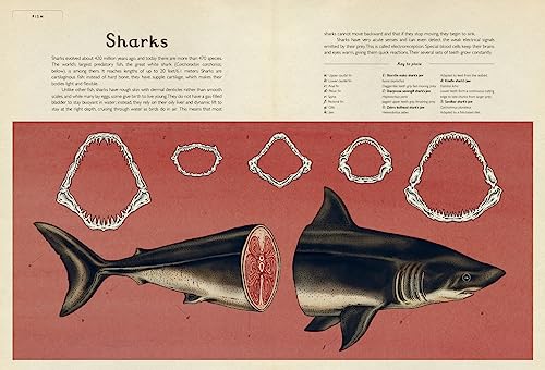 Animalium: Welcome to the Museum,Used