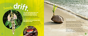 A Seed is the Start,Used