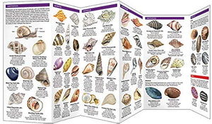 Seashells: A Folding Pocket Guide to Familiar North American Species (A Pocket Naturalist Guide),Used