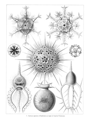 Art Forms In Nature (Dover Pictorial Archive)