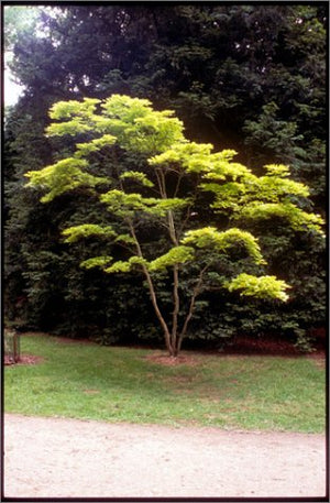 Japanese Maples: Momiji And Kaede-new