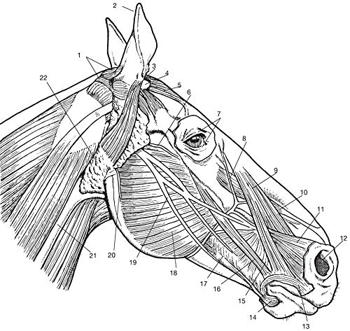 Horse Anatomy Coloring Book (Dover Science For Kids Coloring Books),Used
