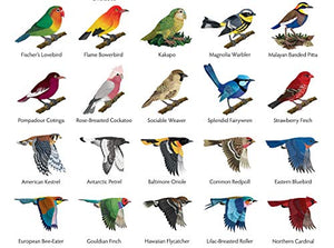 Easy Bird Origami: 30 PrePrinted Bird Models (Dover Origami Papercraft),Used