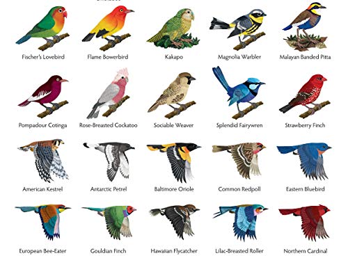 Easy Bird Origami: 30 PrePrinted Bird Models (Dover Origami Papercraft),Used
