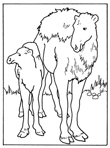 Little Zoo Animals Coloring Book (Dover Little Activity Books: Animals),Used