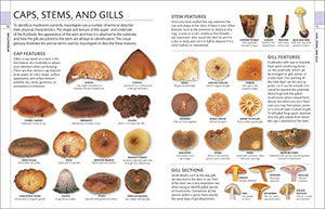Mushrooms: How To Identify And Gather Wild Mushrooms And Other Fungi,Used
