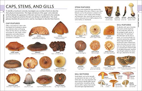 Mushrooms: How To Identify And Gather Wild Mushrooms And Other Fungi,Used