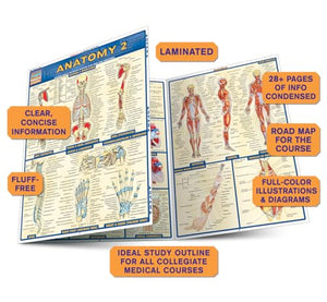 Anatomy 2 Quickstudy Laminated Reference Guide (Quickstudy Academic)