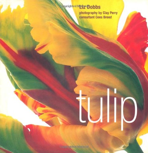 Tulip,Used