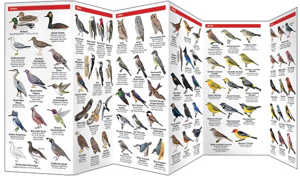 Yosemite Wildlife: A Folding Pocket Guide to Familiar Animals in the Yosemite Area (Wildlife and Nature Identification),Used