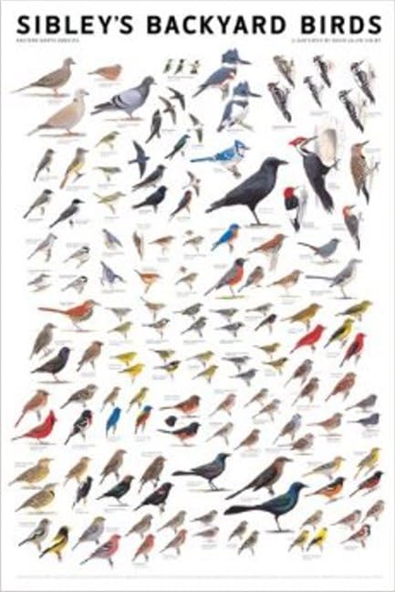 Sibley's Backyard Birds: Eastern North America,New