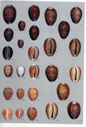 A Guide to Worldwide Cowries,Used