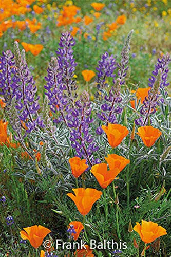 Sierra Club Engagement Calendar 2020,Used