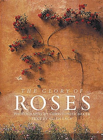 Glory Of Roses