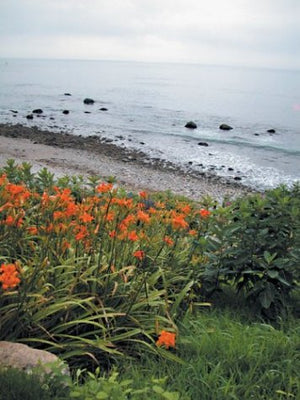 A Garden by the Sea,Used