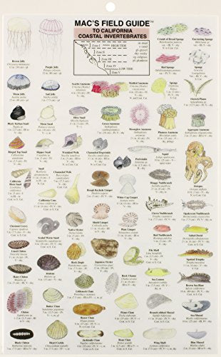California Coastal Invertebrates (Mac's Guides),Used