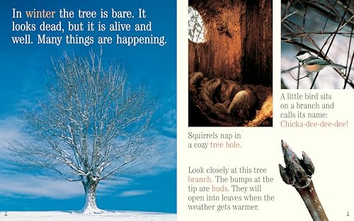 A Tree For All Seasons (Rise And Shine),Used