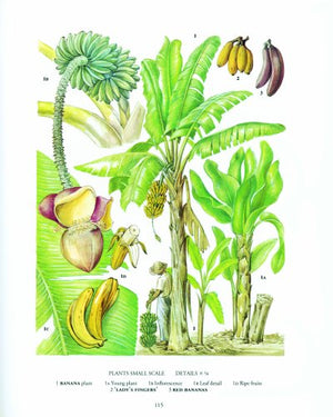 The New Oxford Book Of Food Plants,Used