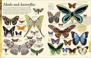 Animals: A Visual Encyclopedia (Second Edition) (Dk Children'S Visual Encyclopedias),Used