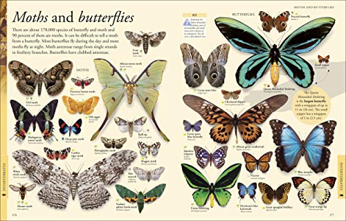 Animals: A Visual Encyclopedia (Second Edition) (Dk Children'S Visual Encyclopedias),Used