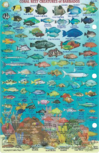 Barbados Dive Map & Reef Creatures Waterproof Fish Card,Used