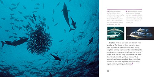Face to Face with Dolphins (Face to Face with Animals),Used
