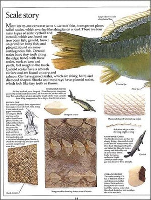 Eyewitness: Fish (Eyewitness Books),New