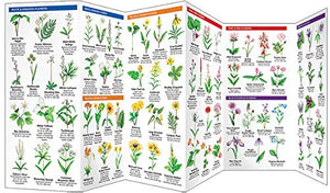 Illinois Trees & Wildflowers: A Folding Pocket Guide to Familiar Plants (Wildlife and Nature Identification),Used