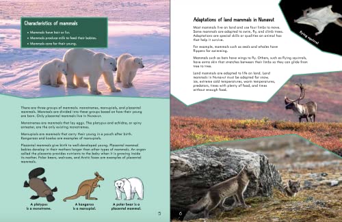 Junior Field Guide: Land Mammals: English Edition (Junior Field Guides),Used